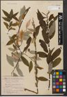 Foto von Salix wallichiana Andersson